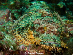 A very green colored Tasseled Scorpion Fish by Daniel Sasse 